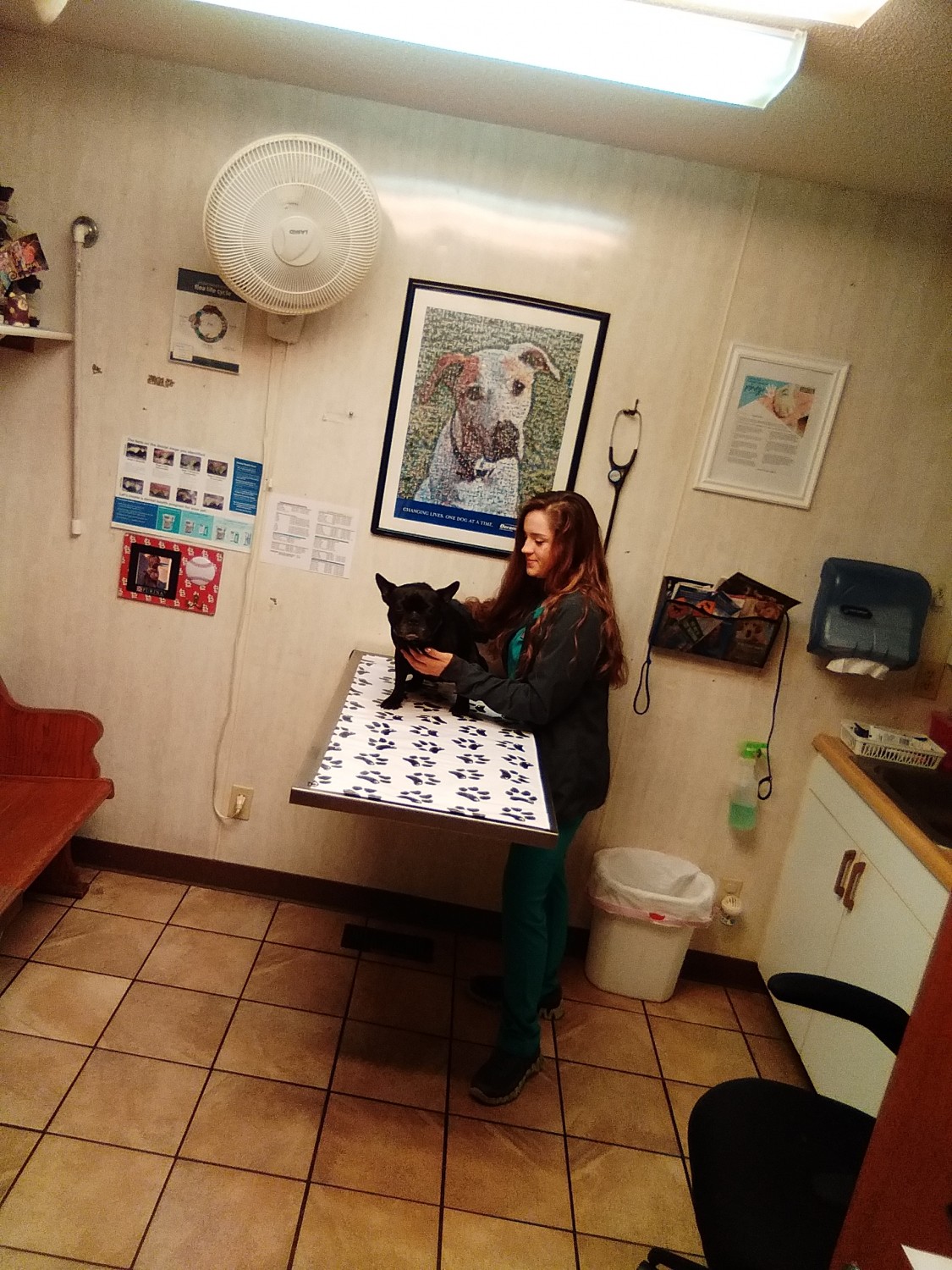 Exam Rooms Animal Health Care Center Arcola, IL